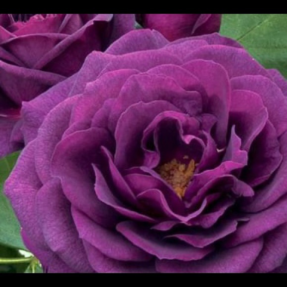 Meet your Posher, Debra - Picture 1 of 1